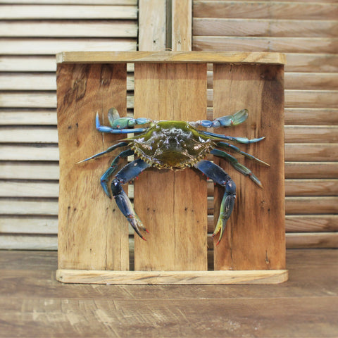 Blue Crab on Wood