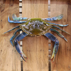 Blue Crab on Wood