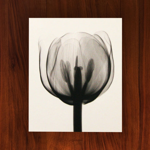 Tulip X-ray Photograph